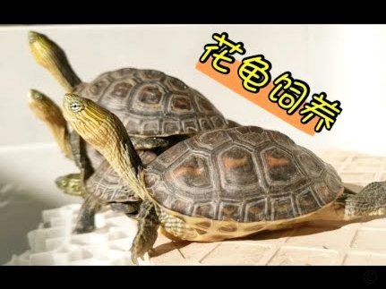 拿去花提现指南：安全提取现金技巧