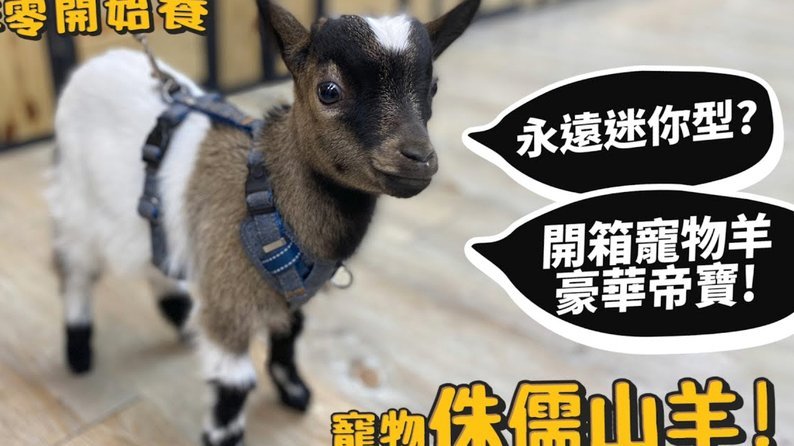 羊小咩花卡取现：真知灼见