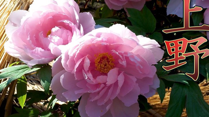 花呗月月付怎么套现
