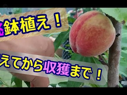 如何高效规划桃多多提现收益？