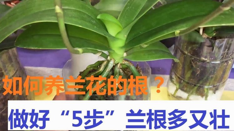 花呗怎么套出现金到支付宝