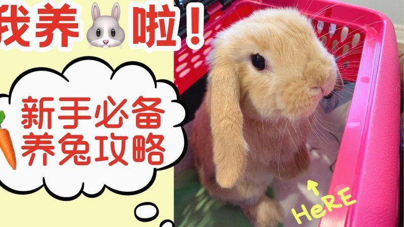 羊小咩怎么样套现手续费低