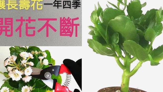 套现收益：精准把控与风险应对