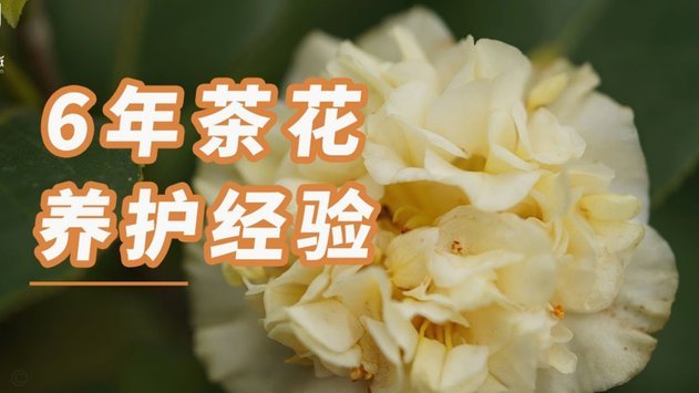 套花呗拆单真的划算吗？
