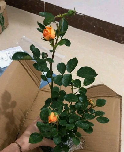 拿去花真的能套出来吗