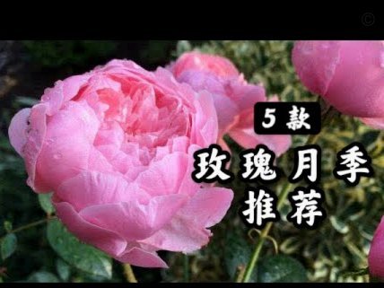 携程拿去花：如何用数据精选你的爱车？