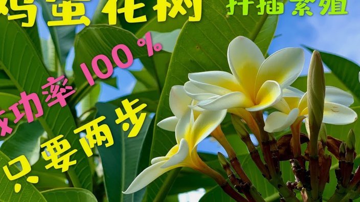 携程拿去花怎么买东西