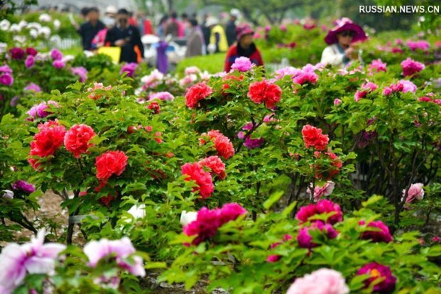 花呗平台正规吗 平台可靠吗是真的吗