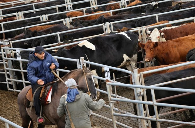阿根廷牛肉禽肉出口关税取消