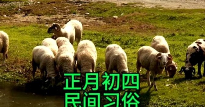 羊小咩16000