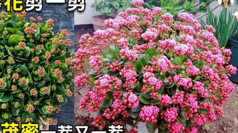 拿去花怎么套出来