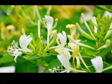 揭秘花呗提现背后的秘密陷阱