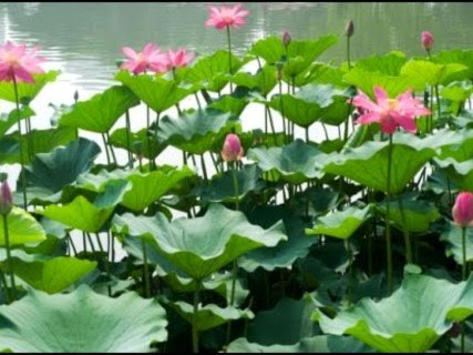 怎么从花呗里提现金