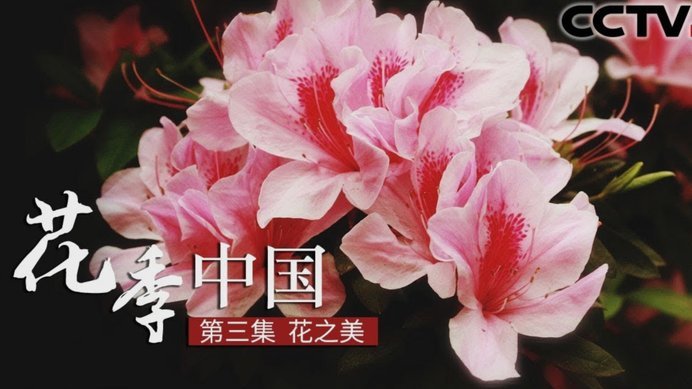 花呗服务电话号是多少